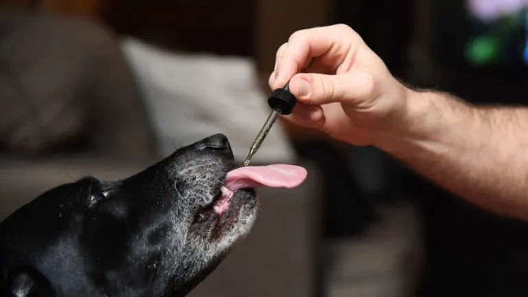 Why CBD Oil Might Be the Answer for Hyper Dogs
