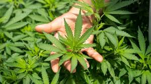 Buying Weed Online? Here’s What Every First-Time Buyer Should Know