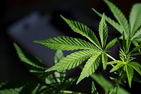A Guide to Legal Cannabis Consumption for Beginners