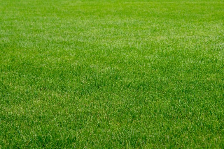 Top Benefits of Professional Artificial Grass Installation Services