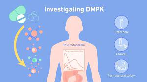 Pharmacokinetics Services: Why Pharmacokinetics Matters in Drug Development — From Lab Bench to Patient Bedside