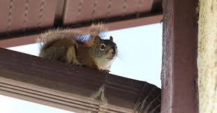 Why You Should Never Ignore Squirrel Activity in Your Walls