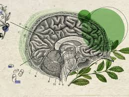 How Nootropics Improve Focus While Boosting Physical Performance