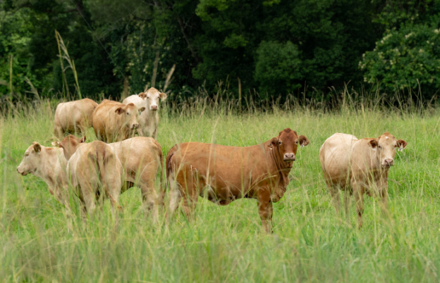 Why Vitamin C is a Key Nutrient in Livestock Supplements