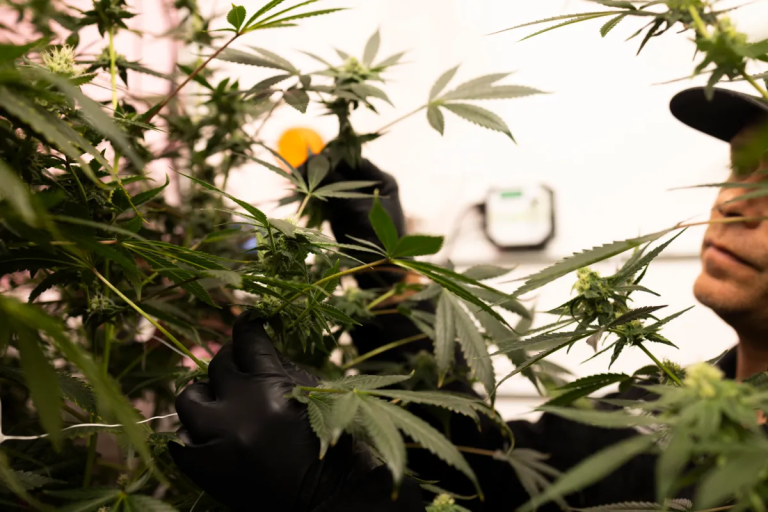 Medical Marijuana Laws Explained for Everyday Patients