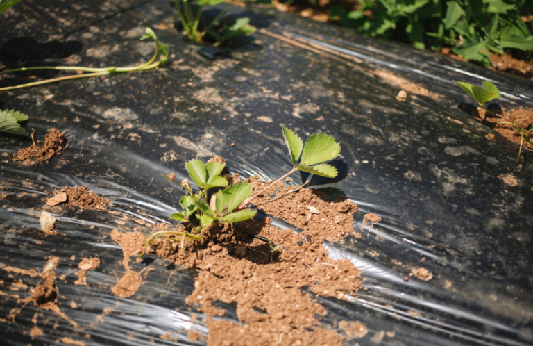 Bagged Mulch Is Cheaper Only Until You Count The Trips
