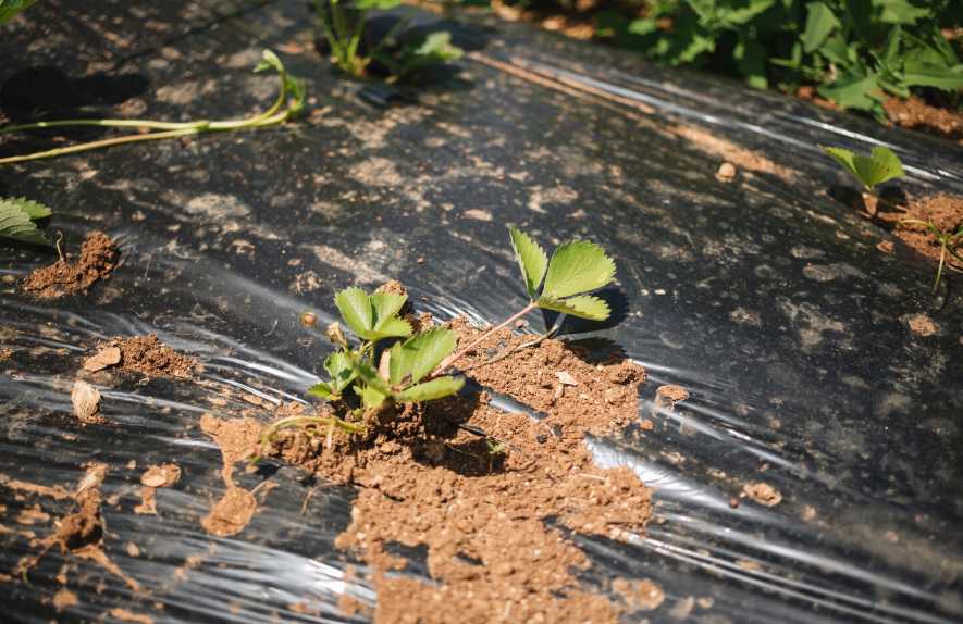 Bagged Mulch Is Cheaper Only Until You Count The Trips